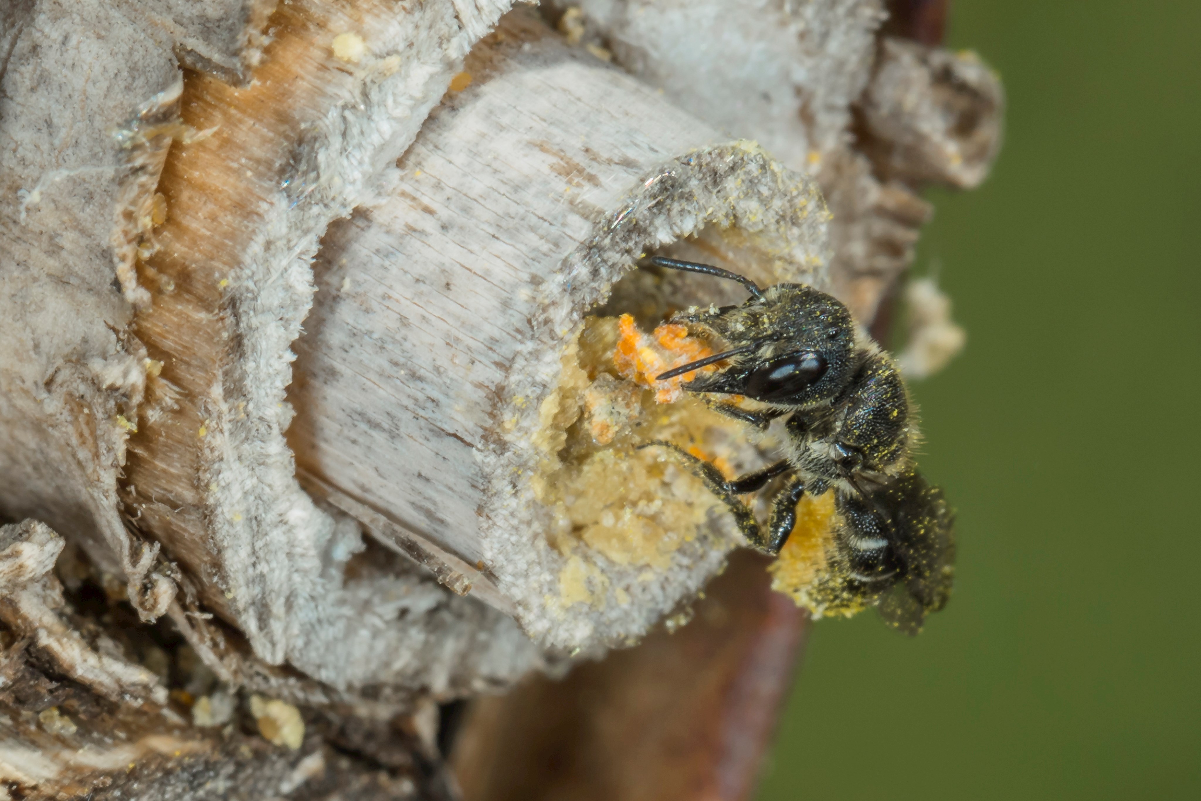 Eine Wildbiene verdeckelt ihre Brutröhre zum Schutz ihres Nachwuchses. In einem unbeobachteten Augenblick legen etwa Kuckucksbienen vor dem Verschluss der Wildbienenhöhle noch schnell ihr eigenes Ei dazugelegt. Ihre Nachkommen leben parasitär im Wildbienennest. (Quelle: Ralph Sturm)