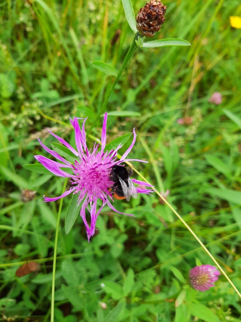 Biotoptyp artenreiche Glatthaferwiese: eine Wildbiene holt sich Nahrung auf einer Wiesen-Flockenblume (Foto: LPV Straubing)
