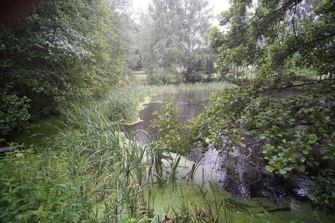 Biotoptyp Teiche und Stillgewässer mit Verlandungszone im Biobetrieb Rauscher:  Lebensraum für zahlreiche Amphibien, Libellen- und Fledermausarten (Foto: LPV Straubing)