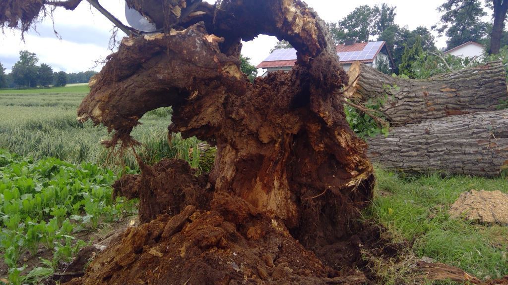 Das Archivbild zeigt einen Sturmschaden an einem Baum.