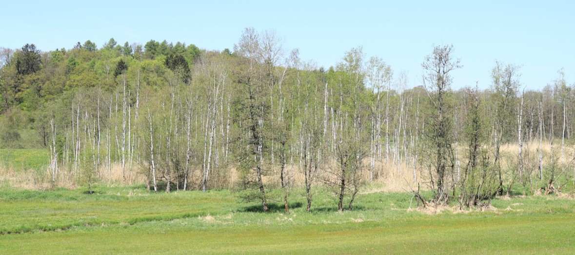 Platz 3_Fläche_Wiesenfelden.jpg