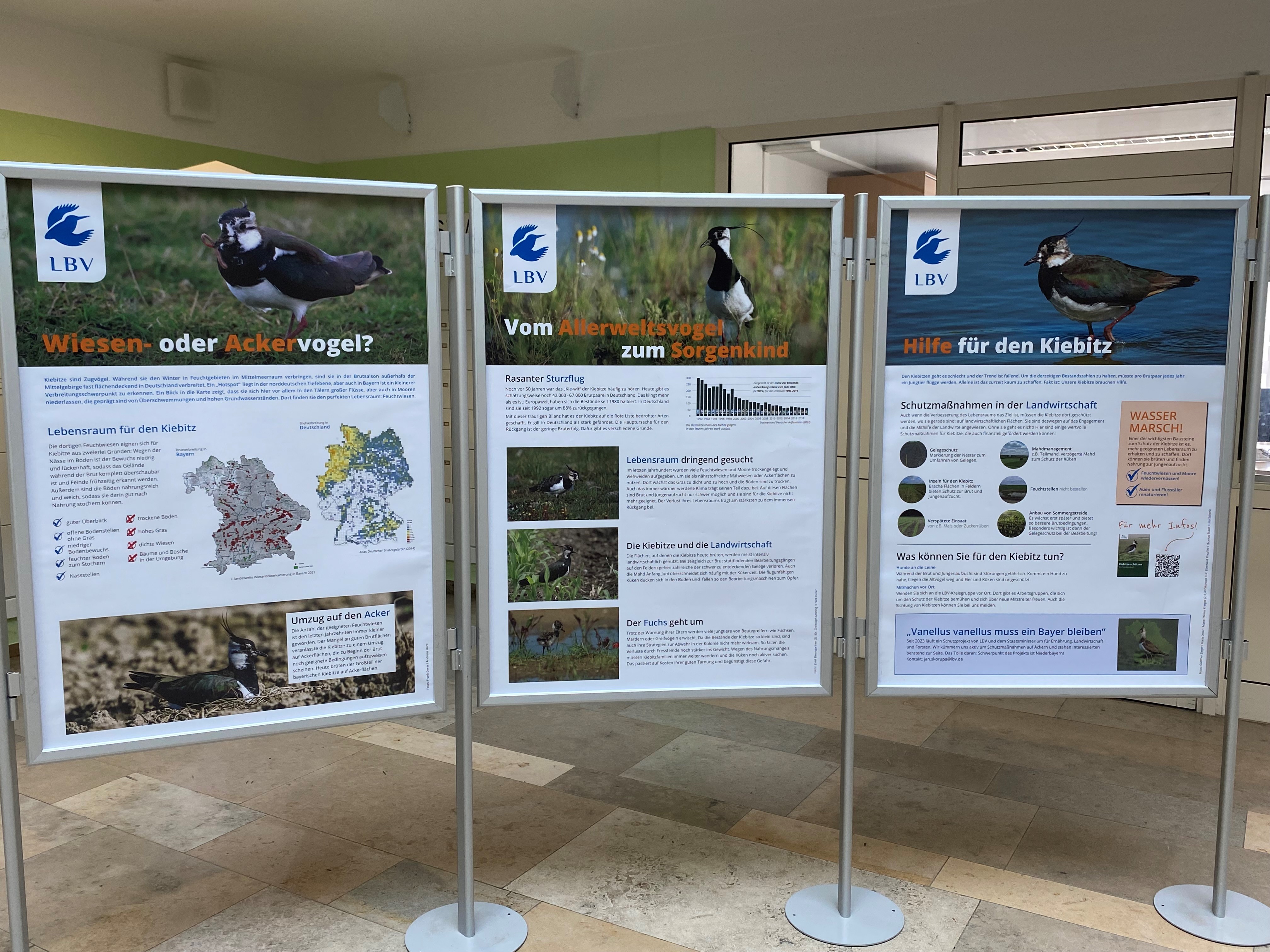 Ausstellung zum Kiebitz, Vogel des Jahres 2024, noch bis Donnerstag, 21. März, im Foyer des Landratsamtes zu sehen