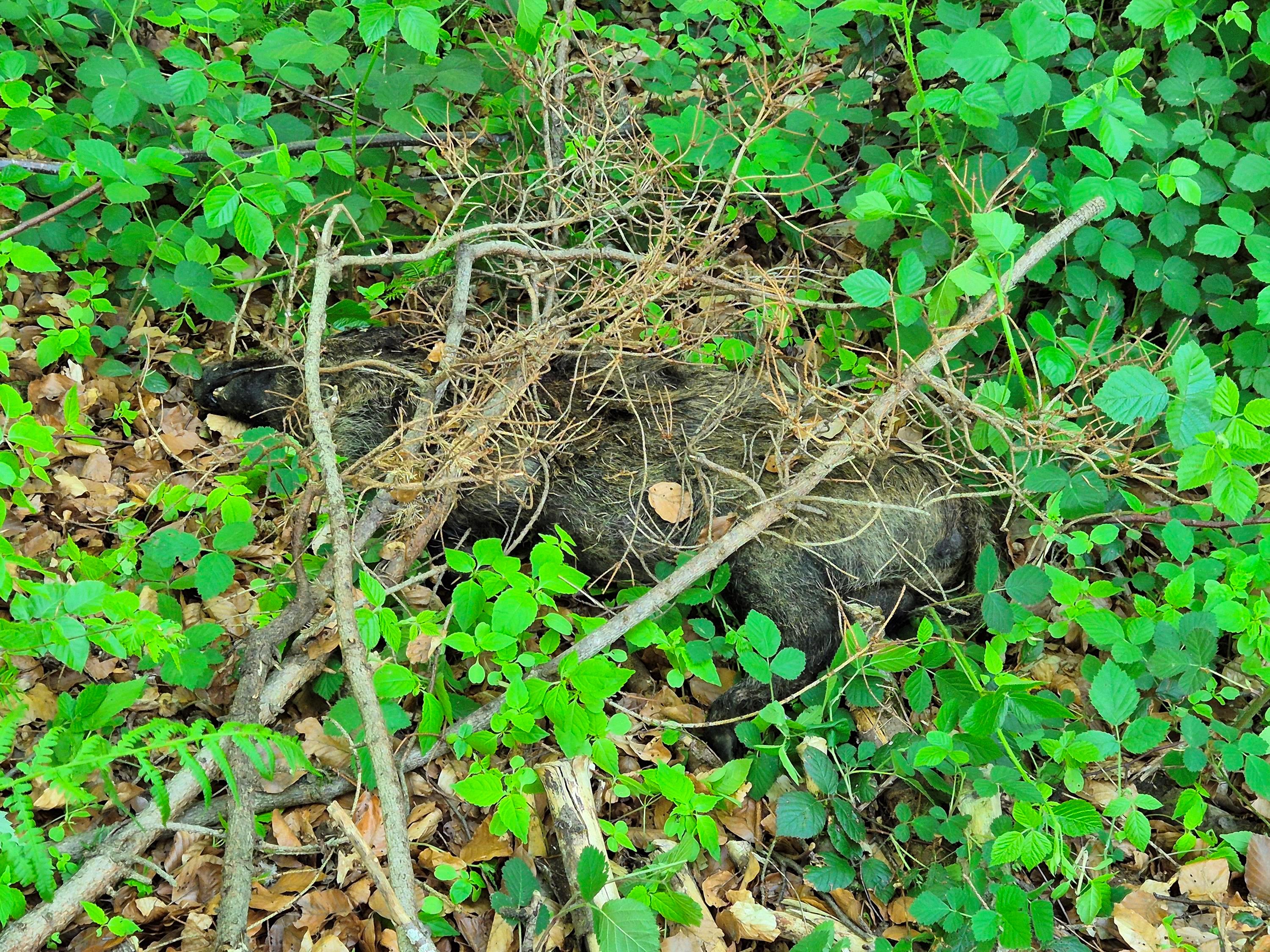 Tierseuchenübung Wildschweinkadaver