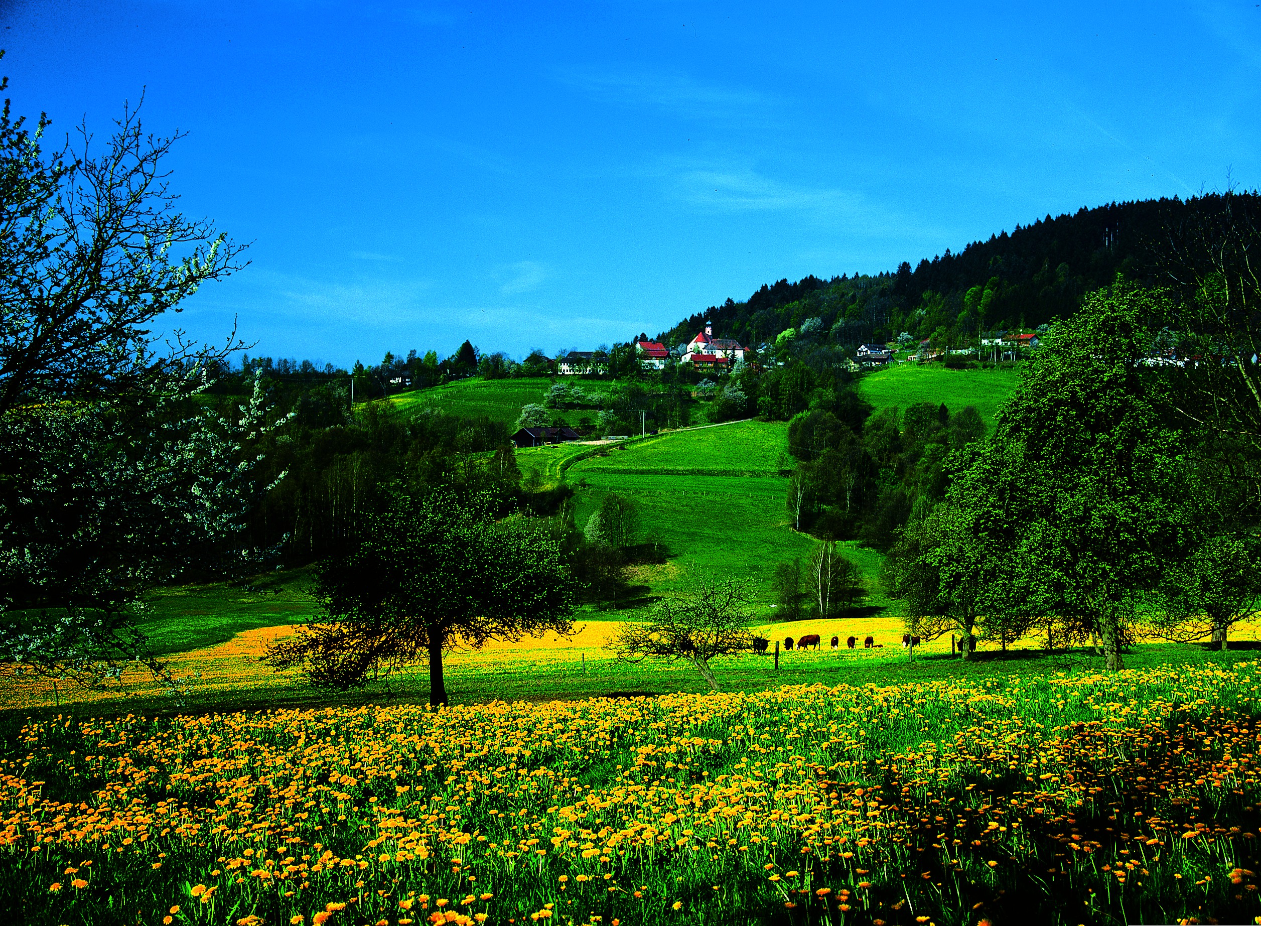 Blick auf den Ort Perasdorf im Frühling mit Bäumen und Wiesen