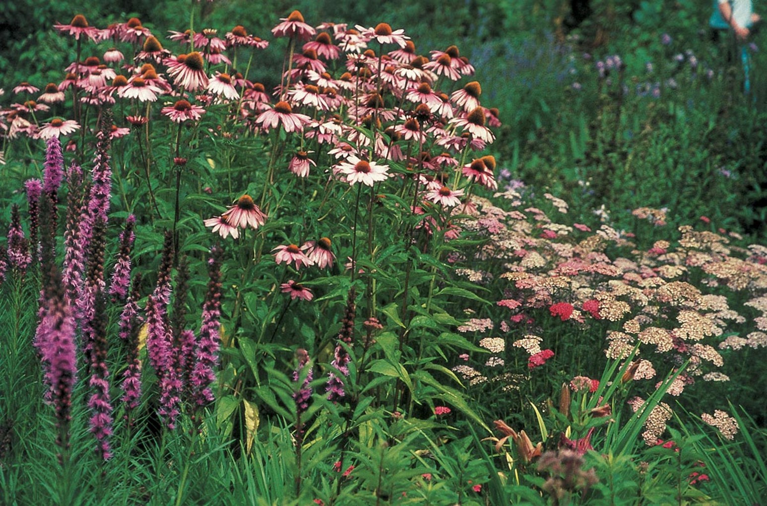 Gartentipp für den März: Pflegearbeiten im Staudenbeet 