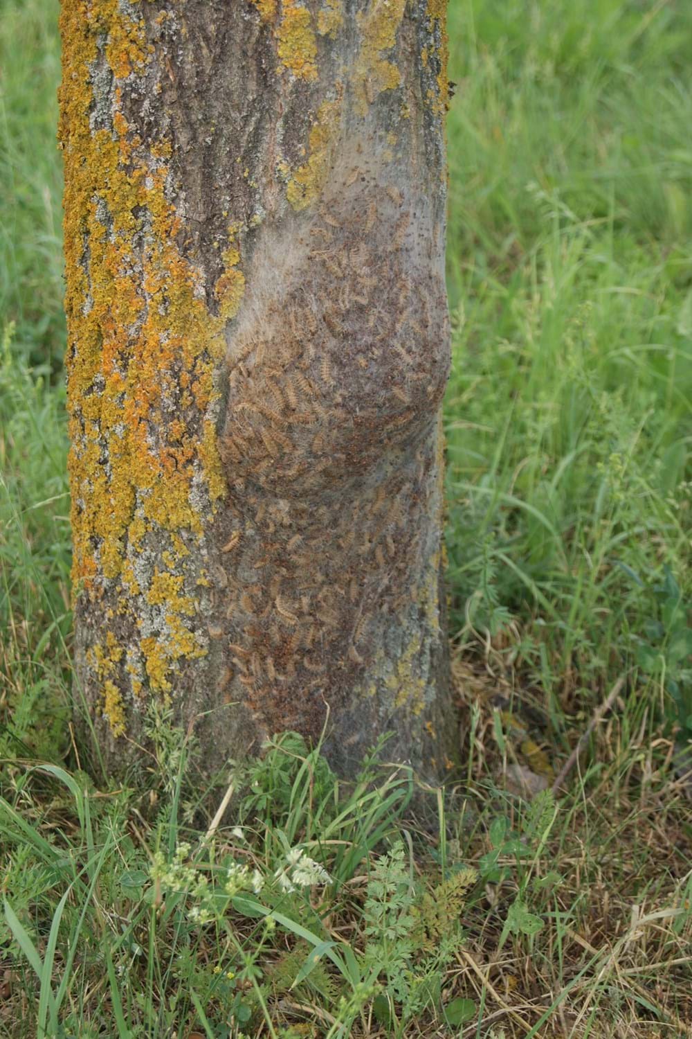 Auch 2020 Tritt Der Eichenprozessionsspinner Im Landkreis Wieder Auf