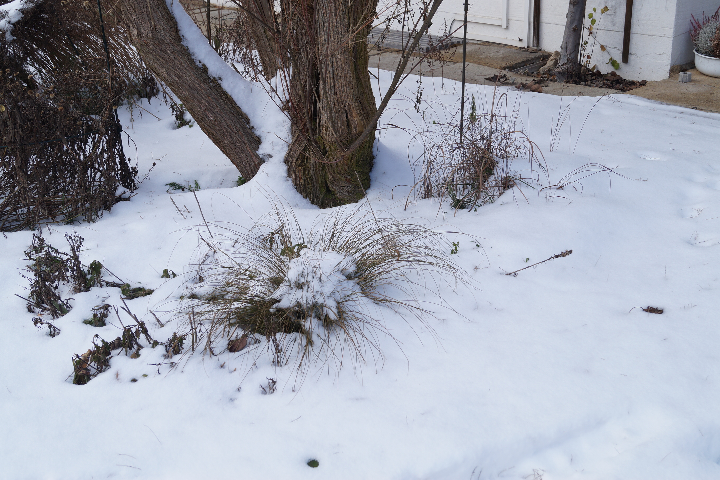 Stauden und Sträucher mit hohlen oder markigen Stängeln wie Königskerze, Nachtkerze oder Brombeere werden von manchen Wildbienenarten als Winterquartier genutzt. Überwinternde Insekten sind auch unter ihren Blättern vor Kälte geschützt. Sie verleihen dem winterlichen Garten Struktur und damit Abwechslung. Daher sollten sie erst zurückgeschnitten werden, wenn die neuen Triebe im Frühling etwa 5-10 cm ausgetrieben haben. (Foto: Johann Niedernhuber)