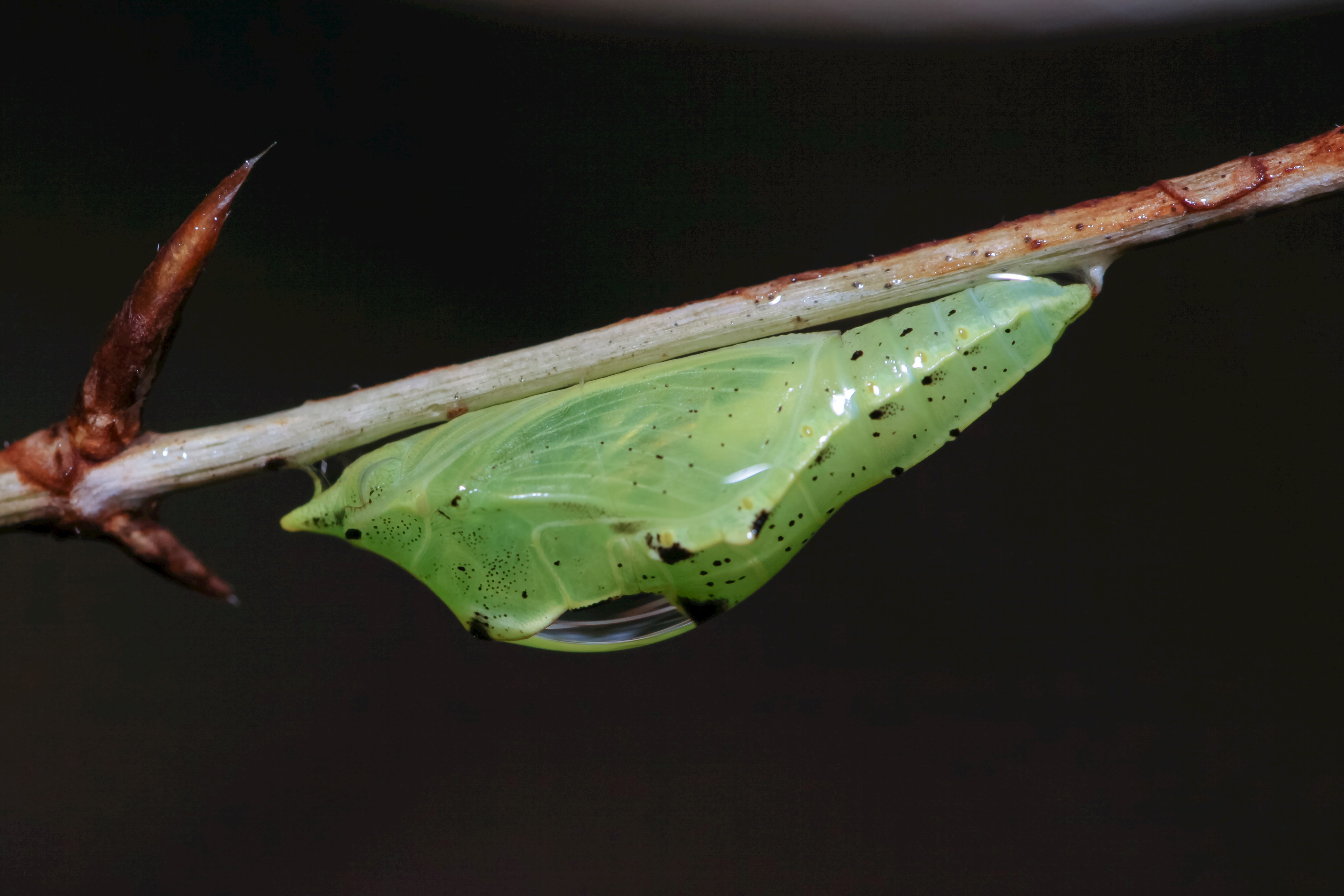 Abbildung 1 Dieser Kleine Kohlweißling überwintert als Puppe und schlüpft erst nach dem Winter als fertiger Schmetterling aus seinem Kokon. Äste an denen Insekten in verschiedenen Entwicklungsstadien überwintern, sollten daher vor dem Winter nicht entfernt werden. (Foto: Ralph Sturm)