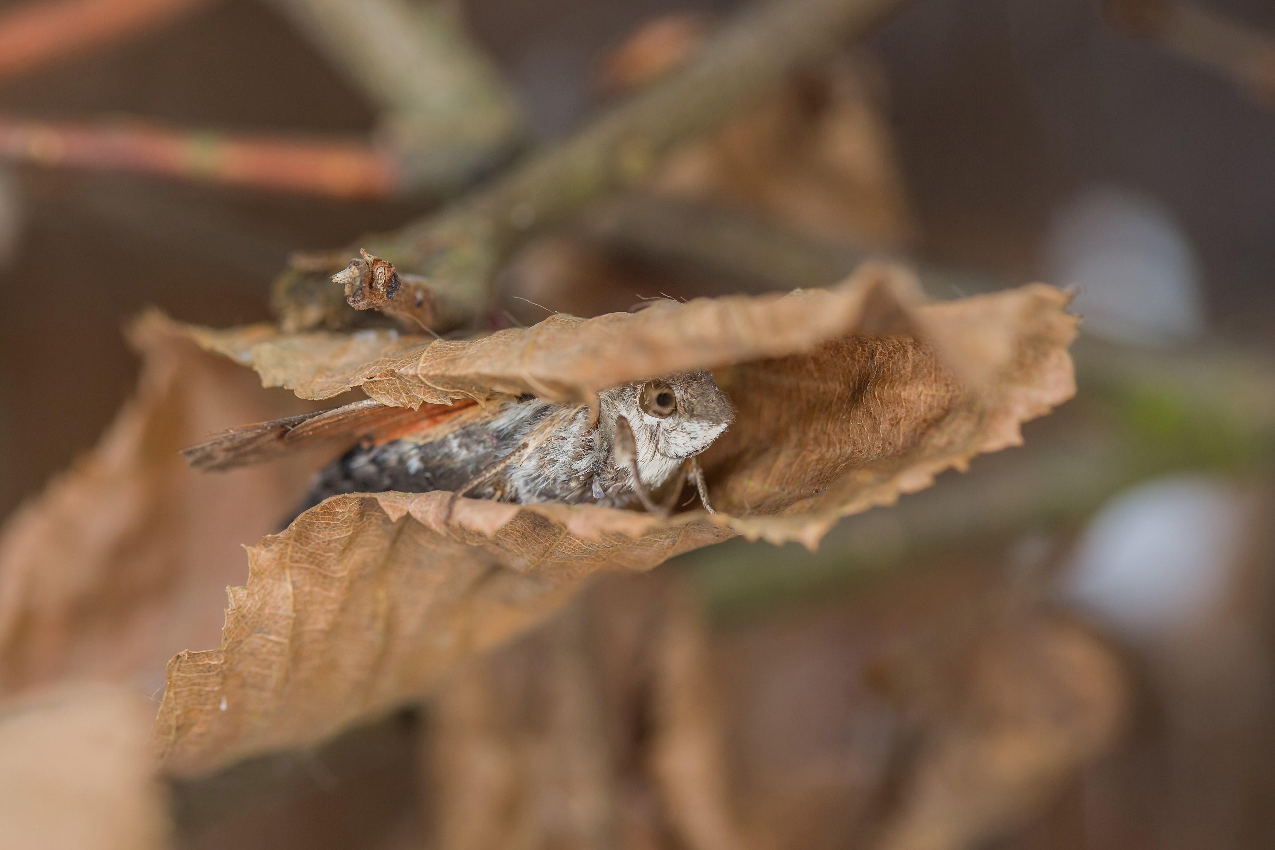 Abbildung 2 Taubenschwänzchen suchen als ausgewachsene Falter einen Unterschlupf. Hier hat ein Exemplar Schutz in einem aufgerollten Blatt gefunden. Laubhaufen im Garten sind der Art stets willkommen. (Foto: Ralph Sturm)